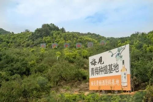 中国梅见青梅酒